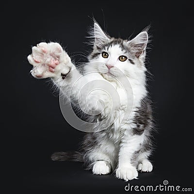 Kung fu black tabby with white Maine Coon cat Stock Photo