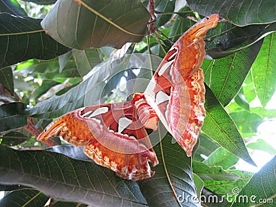 Kupu Gajah or Attacus Atlas, Brown Butterfly Perch on Trees, Rare Animals in Asia Stock Photo