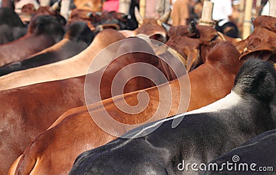 Kurbani Cattle market Stock Photo