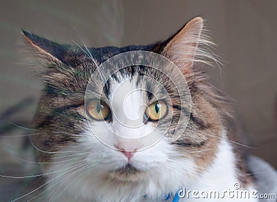 Kuril Bobtail looks displeased. Portrait of a beautiful fluffy cat close-up at home Stock Photo