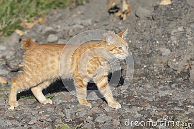 Kurilian Bobtail kitten, red color, Kunashir Island, South Kuriles Stock Photo