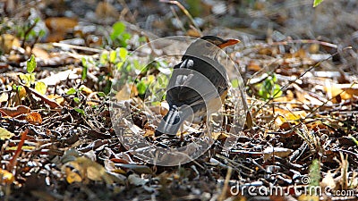 Kurrichane thrush Stock Photo