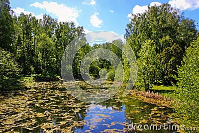 Sunny day on a cozy forest lake Stock Photo