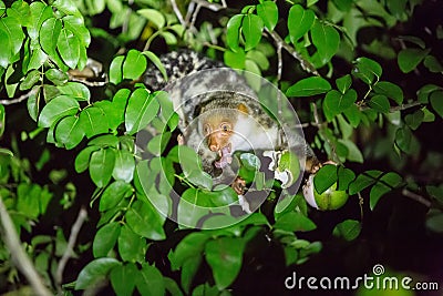 Kuskus on the tree of Pulau Kri island, Raja Ampat, Indonesia Stock Photo