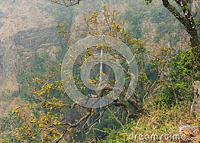 Kusum Tree with yellow leaves. Stock Photo