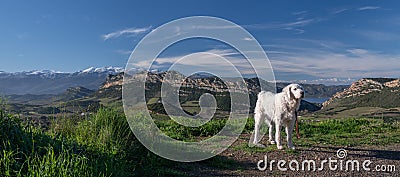 Kuvasz Dog with beautiful scenic landscape in the background Stock Photo