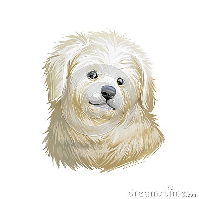 Kuvasz puppy portrait of small domestic pet digital art. Domesticated dog of small sizes, used to guard livestock and help owners Stock Photo