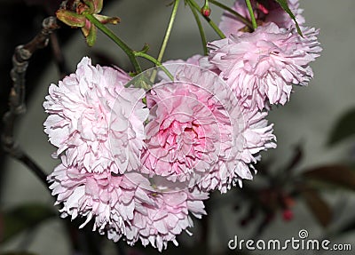 Kwanzan Flowering Cherry, Prunus serrulata `Kwanzan` Stock Photo