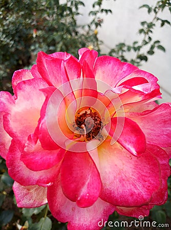 Pink flower Amazing Stock Photo