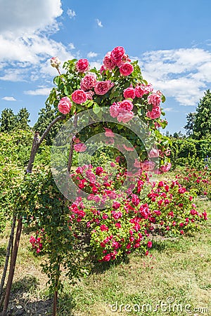 KYIV, UKRAINE: Stamp rose in the Rosarium Editorial Stock Photo