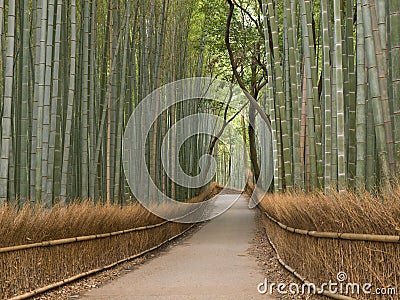 Kyoto Bamboo grove Stock Photo