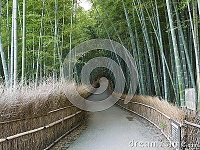 Kyoto Bamboo grove Stock Photo