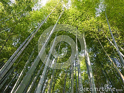 Kyoto bamboo grove Stock Photo