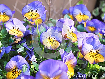 Kyoto, Japan - April 12, 2018 : A Bunch Pansy Flowers In Bloom Stock Photo