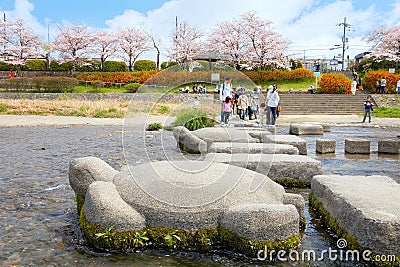 Kamogawa river is one of the best cherry blossom spots in Kyoto city during springtime Editorial Stock Photo