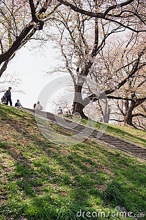 Kyoto, JAPAN - April 3, 2018: People enjoy seeing beautiful blooming cherry blossom at Yawatashi Editorial Stock Photo