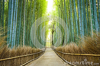 Kyoto, Japan Bamboo Forest Stock Photo