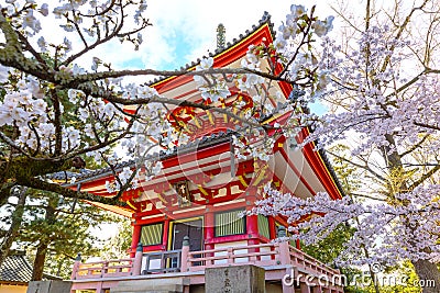 Beautiful full bloom Cherry Blossom - Sakura in scenic spring time at Chion-in temple Stock Photo