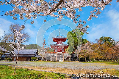 Daikakuji Temple with Beautiful full bloom cherry blossom garden in spring time Stock Photo