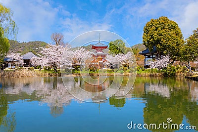 Daikakuji Temple in Kyoto, Japan with Beautiful full bloom cherry blossom garden Stock Photo