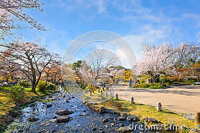 Unidentified people spend time in a beautiful full bloom Cherry Blossom - Sakura in scenic spring Stock Photo