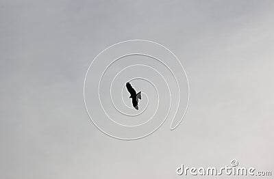 Birds fly over the Kamo Gawa River, Kyoto Stock Photo