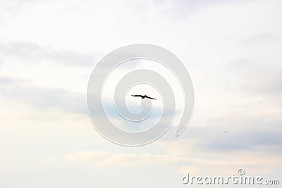 Birds fly over the Kamo Gawa River, Kyoto Stock Photo