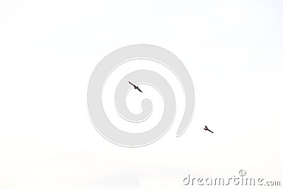 Birds fly over the Kamo Gawa River, Kyoto Stock Photo