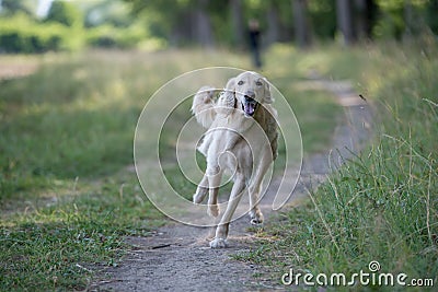 Kyrgyzian Sight hound Taigan dog running on the grass Stock Photo