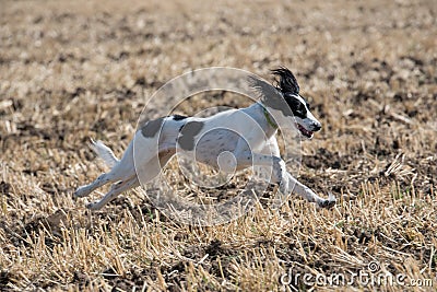 Kyrgyzian Sight hound Taigan dog running on the grass Stock Photo