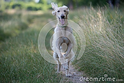 Kyrgyzian Sight hound Taigan dog running on the grass. Stock Photo