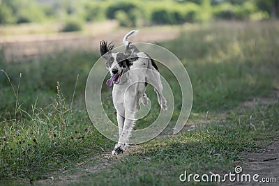 Kyrgyzian Sight hound Taigan dog running on the grass Stock Photo