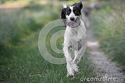 Kyrgyzian Sight hound Taigan dog running on the grass. Stock Photo