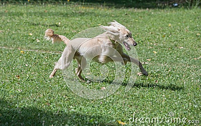 Kyrgyzian Sight hound Taigan dog running on the grass Stock Photo