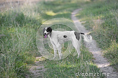 Kyrgyzian Sight hound Taigan dog sitting on the green grass Stock Photo