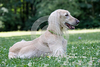 Kyrgyzian Sight hound Taigan dog sitting on the green grass. Stock Photo