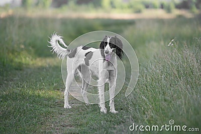 Kyrgyzian Sight hound Taigan dog sitting on the green grass Stock Photo