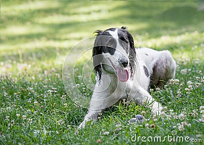 Kyrgyzian Sight hound Taigan dog sitting on the green grass. Stock Photo