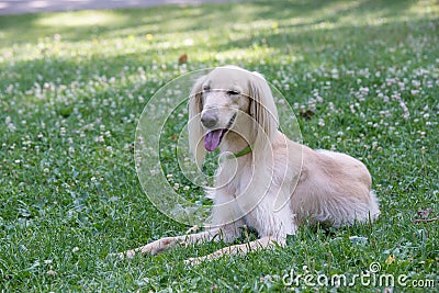 Kyrgyzian Sight hound Taigan dog sitting on the green grass Stock Photo