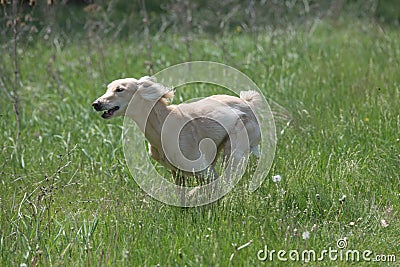 Kyrgyzian Sight hound Taigan running on the grass Stock Photo