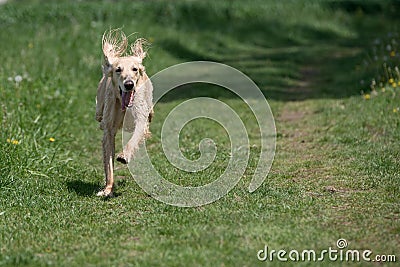 Kyrgyzian Sight hound Taigan running on the grass. Stock Photo