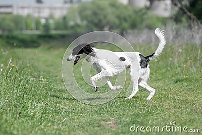 Kyrgyzian Sight hound Taigan running on the grass Stock Photo