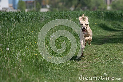 Kyrgyzian Sight hound Taigan running on the grass. Stock Photo