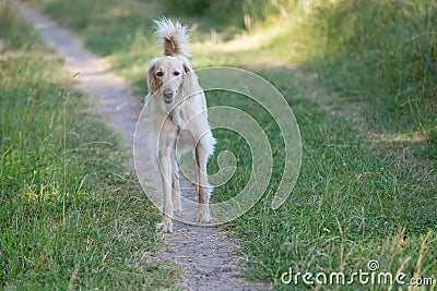 Kyrgyzian Sight hound Taigan sitting on the green grass Stock Photo