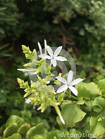 KÄ«lauea Point National Wildlife Refuge on Kauai Island in Hawaii. Stock Photo