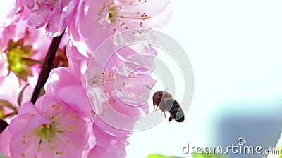 L'ape raccoglie il nettare Fine in su Movimento lento L'ape raccoglie il nettare Fine in su Movimento lento