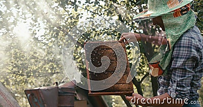 L'apicoltore anziano sta tenendo il honecomb sulla struttura di legno con le api davanti al fumatore dell'ape Colpo ROSSO della m L'apicoltore anziano sta tenendo il honecomb sulla struttura di legno con le api davanti al fumatore dell'ape Colpo ROSSO della m
