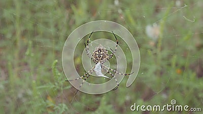 L'araignée repose sur une bande L'araignée criméen argiope lobaire Nourriture de magasins d'araignée clips vidéos L'araignée repose sur une bande L'araignée criméen argiope lobaire Nourriture de magasins d'araignée clips vidéos