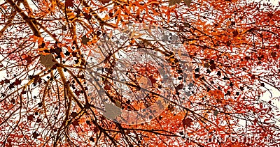 L'automne coloré jaune, brun, rouge de feuilles colore la chute vers le bas à partir du dessus avec l'arbre à l'arrière-plan clips vidéos L'automne coloré jaune, brun, rouge de feuilles colore la chute vers le bas à partir du dessus avec l'arbre à l'arrière-plan clips vidéos