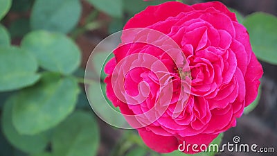 L.D. Braithwaite rose in crimson Color Stock Photo